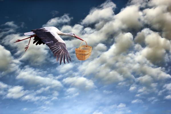 Stork flying, carrying a wicker basket in its beak