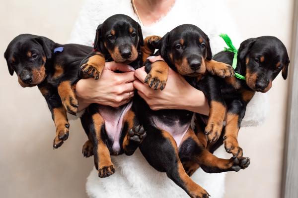 Four Doberman puppies held in woman's arms