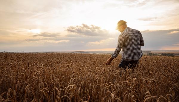 A man is walking into a wheat field in the setting sun, checking his crop